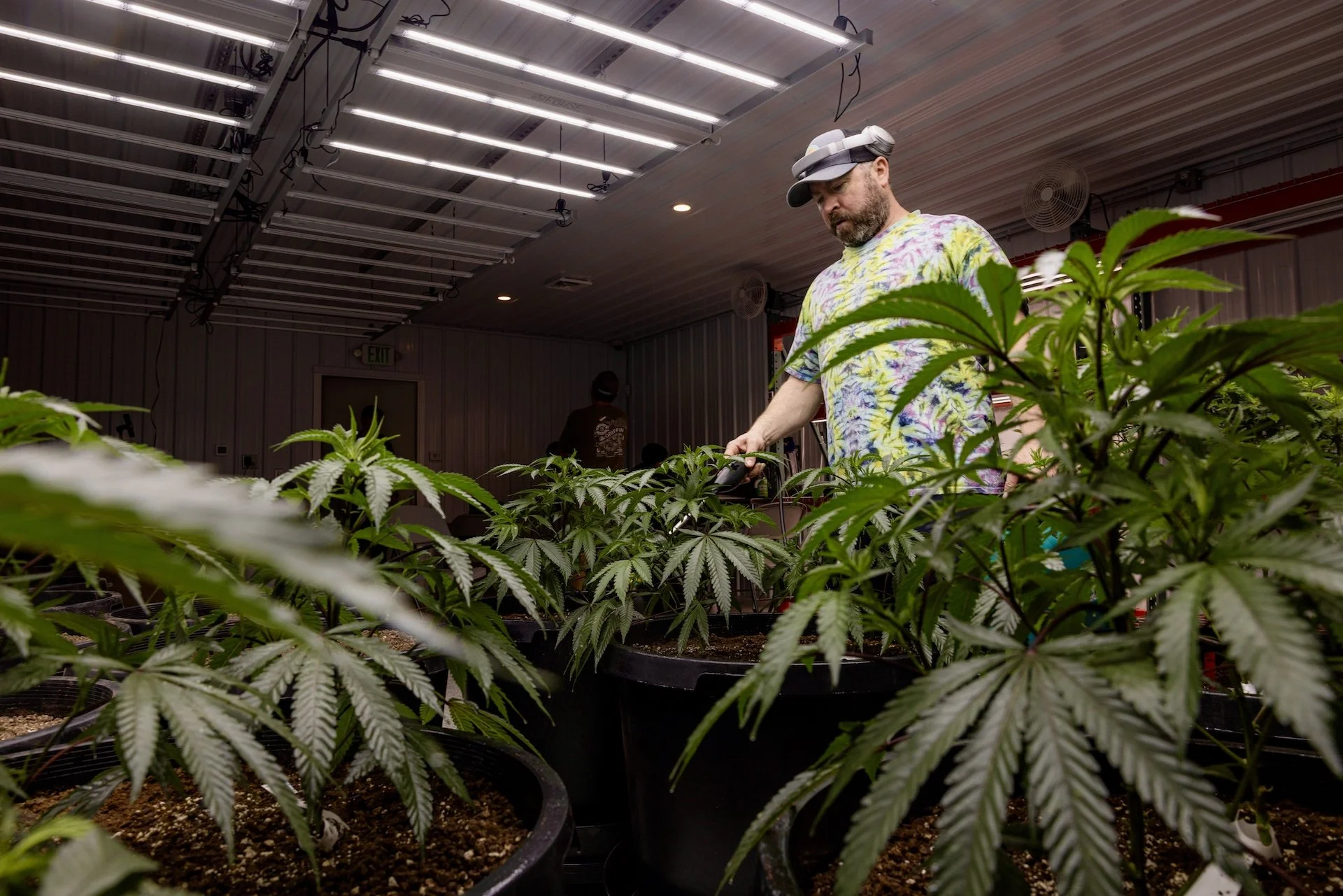 Genetics | Tap Root Fields Cannabis